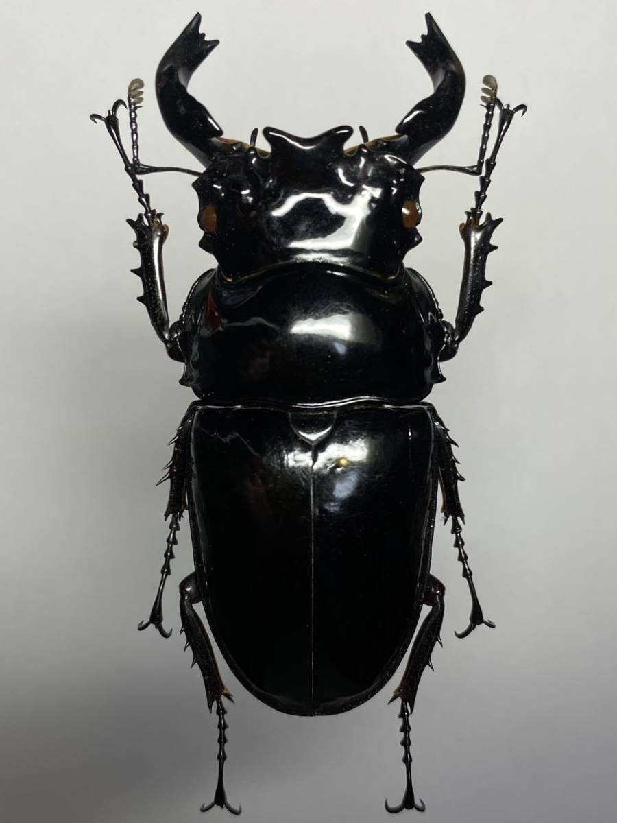 昆虫標本】旧ザイール産 タランドゥスオオツヤクワガタ ♂74.5mm （A