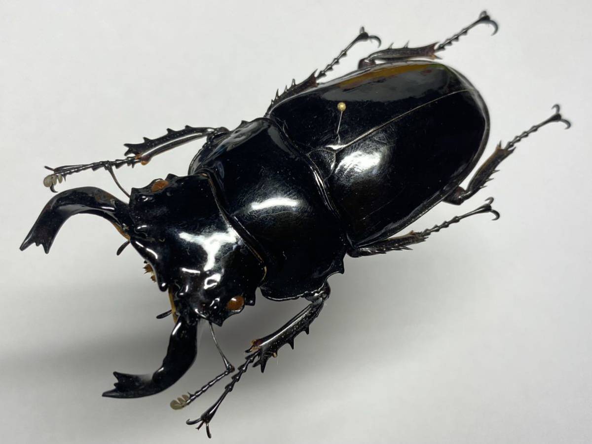 昆虫標本】旧ザイール産 タランドゥスオオツヤクワガタ ♂74.5mm （A