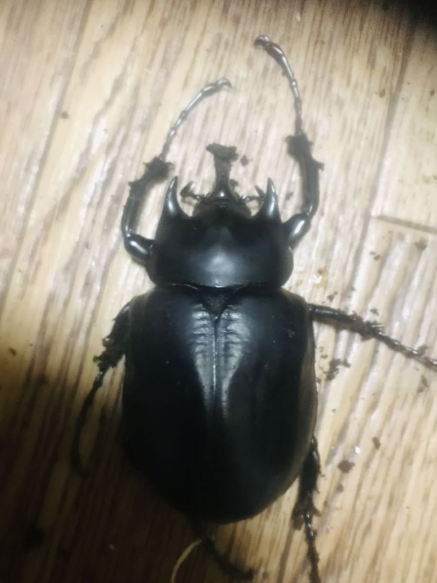 レックスゾウカブト(アクティオン　♂♀ペア　5