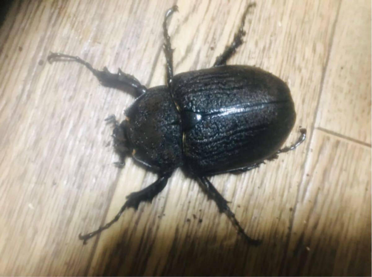 レックスゾウカブト(アクティオン ♂♀ペア 5 最重量BIG!レックス