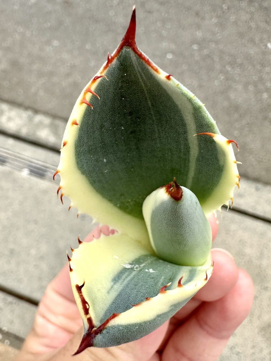 多肉植物 アガべパリー トランカータ オリザバ 極上 【公式通販】