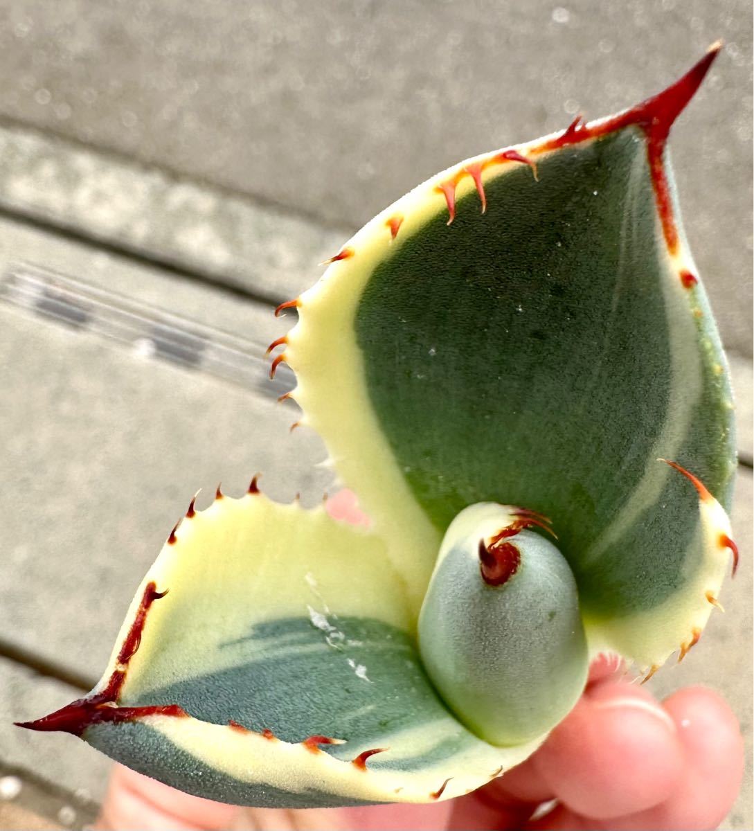 アガベ 多肉植物 パリートランカータ オリザバ 自家繁殖極上斑入り美株