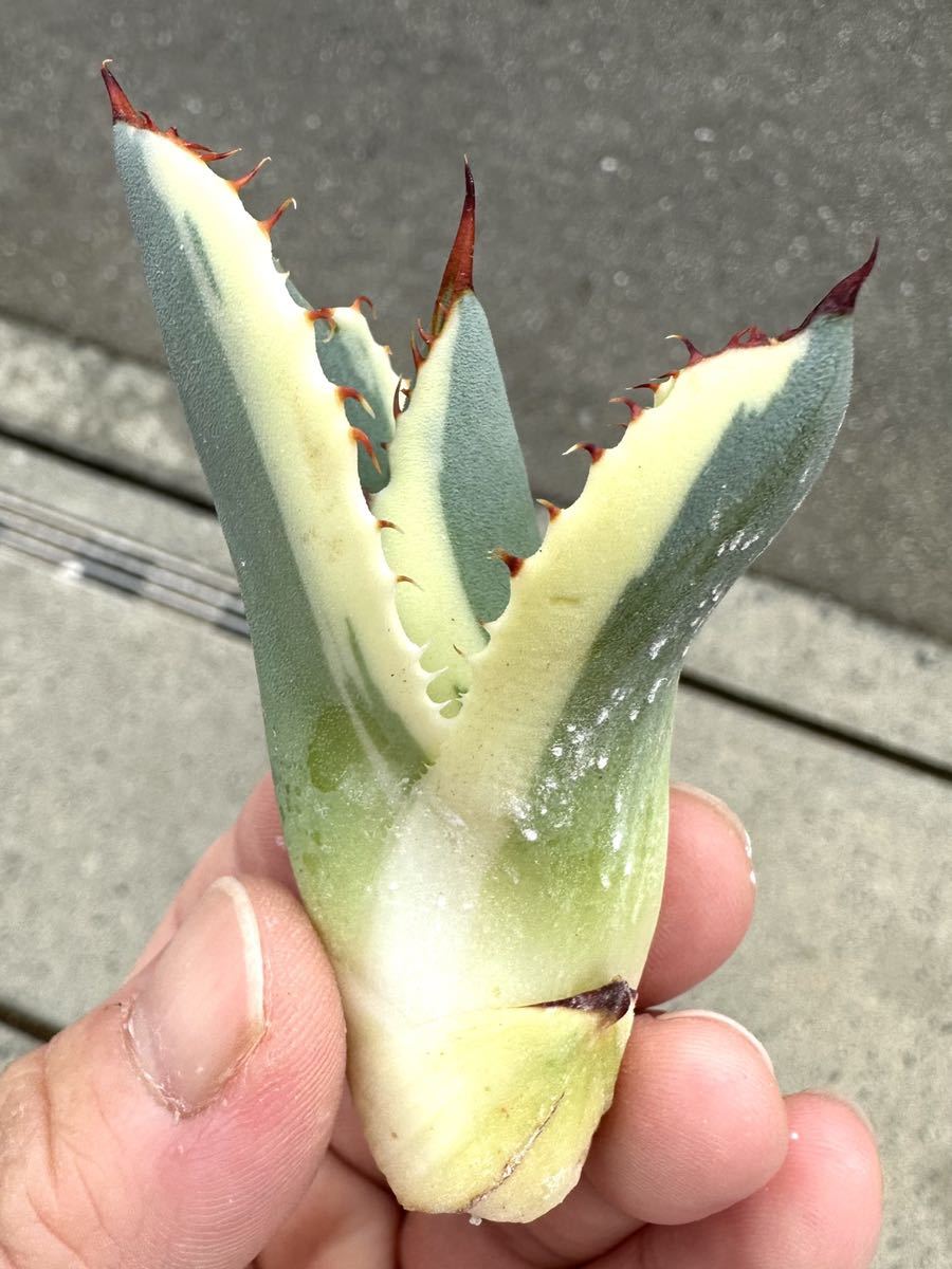 アガベ 多肉植物 パリートランカータ オリザバ 自家繁殖極上斑入り美株