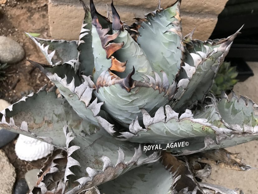 9 Agave titanota ”BEAST” アガベ ビースト /CACTUS GREEN アガベ