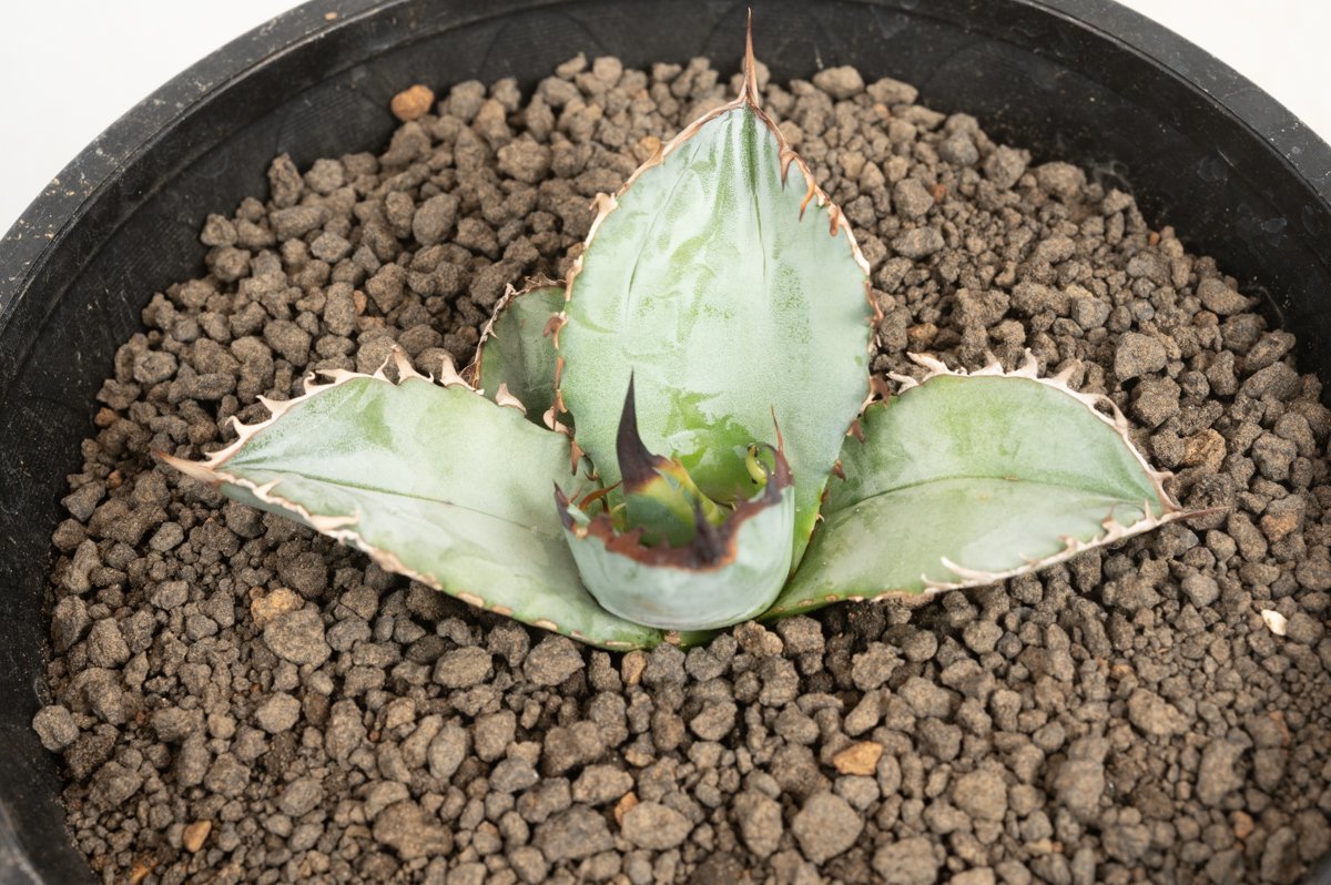 9 Agave titanota ”BEAST” アガベ ビースト /CACTUS GREEN アガベ