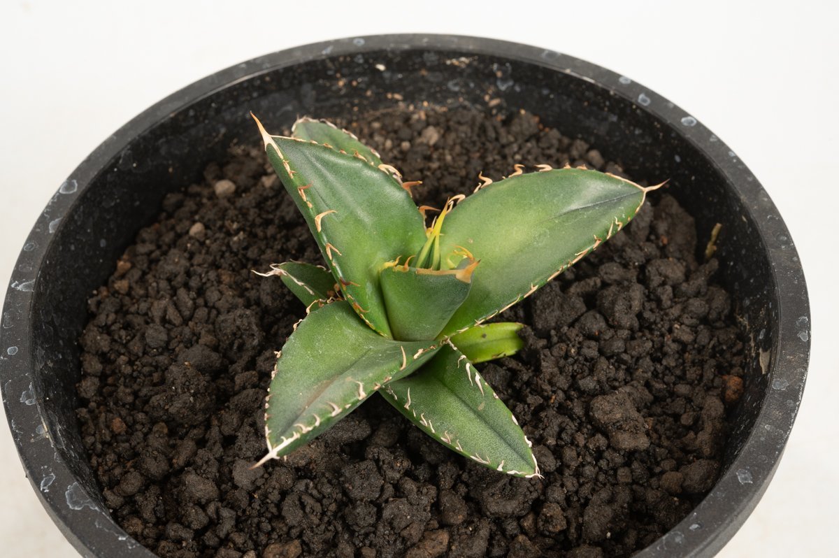 子株販売】 アガベ コック agave titanota cok CG-01 アガベ コック