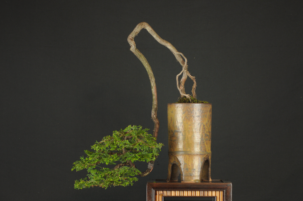 檜　樹高上下45cm