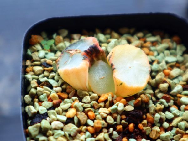 ハオルチア 万象錦 ソルトレイク錦 ハオルチア 多肉植物 万象錦 観葉