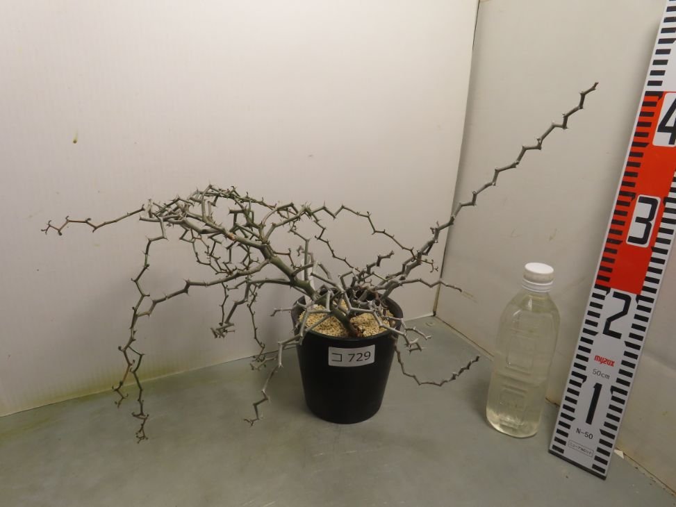 コ729「塊根植物」 デカリア マダガスカリエンシス【ジグザグの木・Decarya madagascariensis】