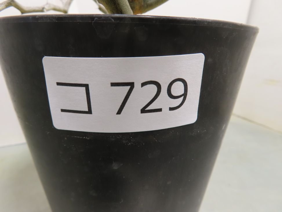 コ729「塊根植物」 デカリア マダガスカリエンシス【ジグザグの木・Decarya madagascariensis】