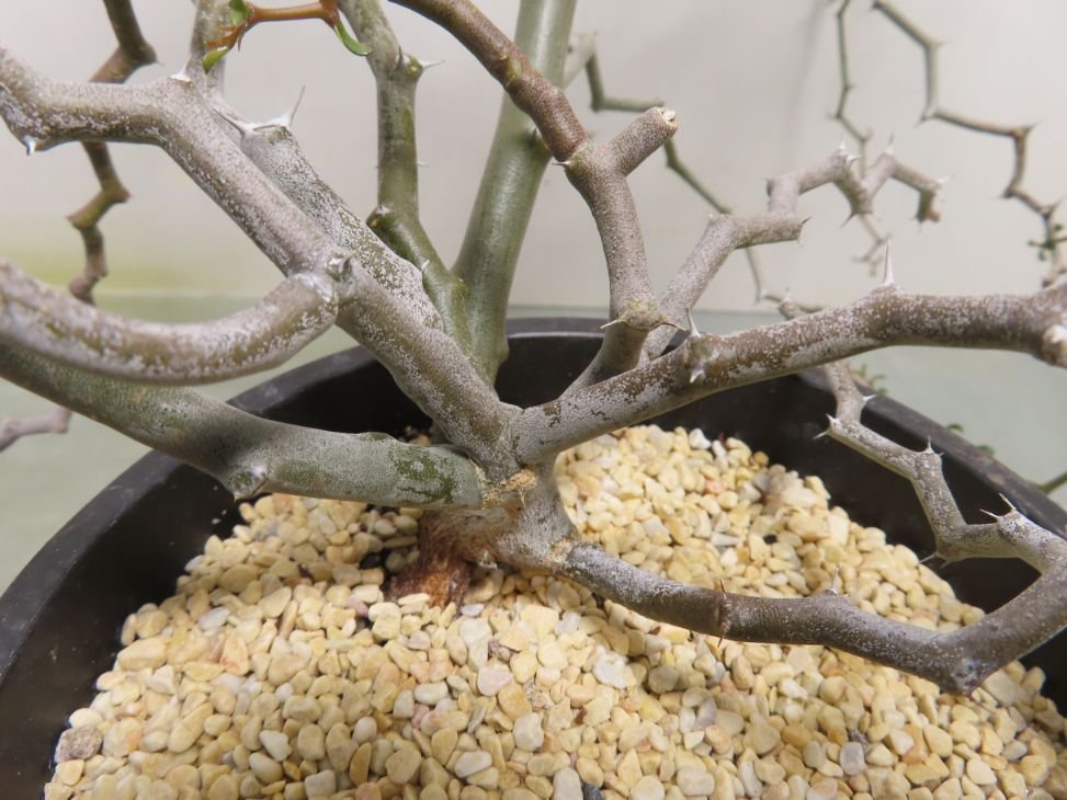 コ729「塊根植物」 デカリア マダガスカリエンシス【ジグザグの木・Decarya madagascariensis】