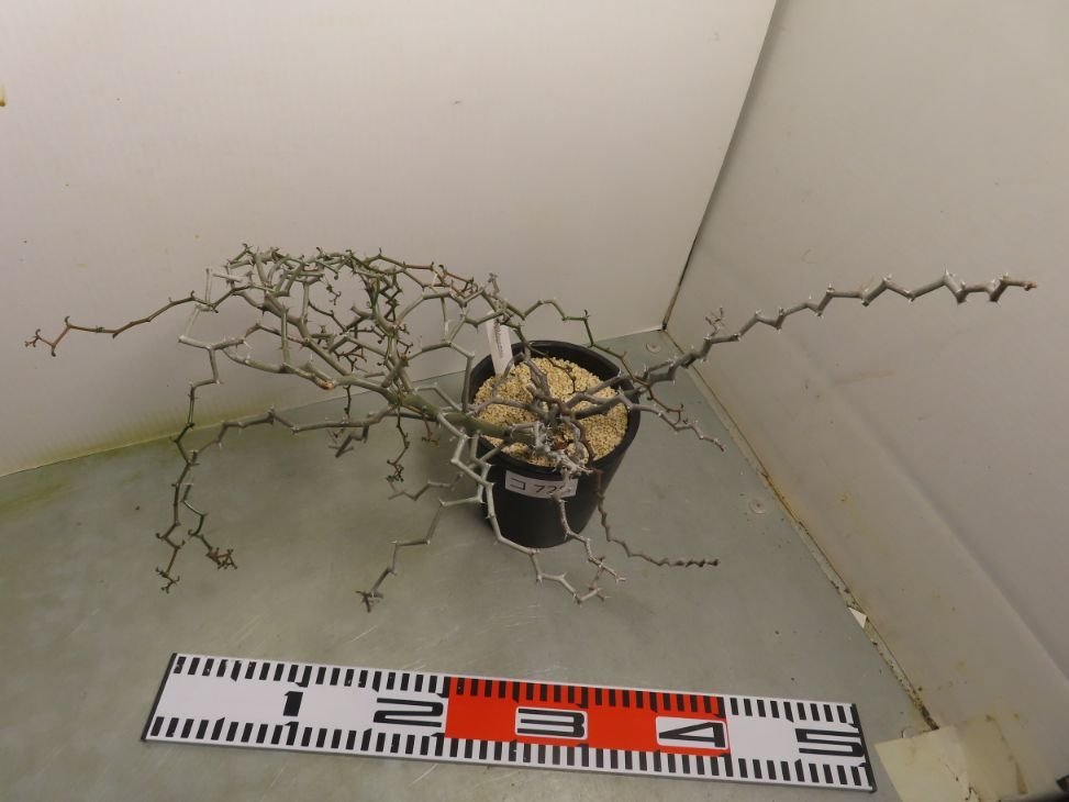 コ729「塊根植物」 デカリア マダガスカリエンシス【ジグザグの木・Decarya madagascariensis】