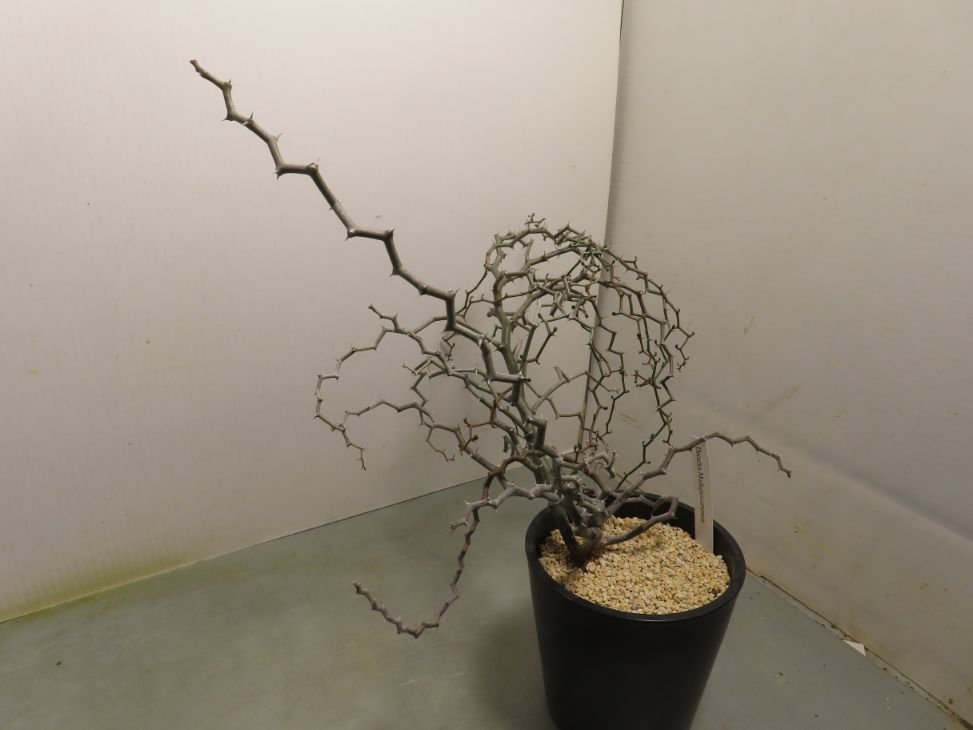 コ729「塊根植物」 デカリア マダガスカリエンシス【ジグザグの木・Decarya madagascariensis】