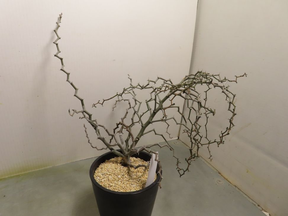 コ729「塊根植物」 デカリア マダガスカリエンシス【ジグザグの木・Decarya madagascariensis】