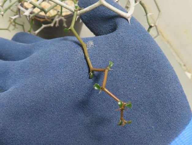 コ729「塊根植物」 デカリア マダガスカリエンシス【ジグザグの木・Decarya madagascariensis】