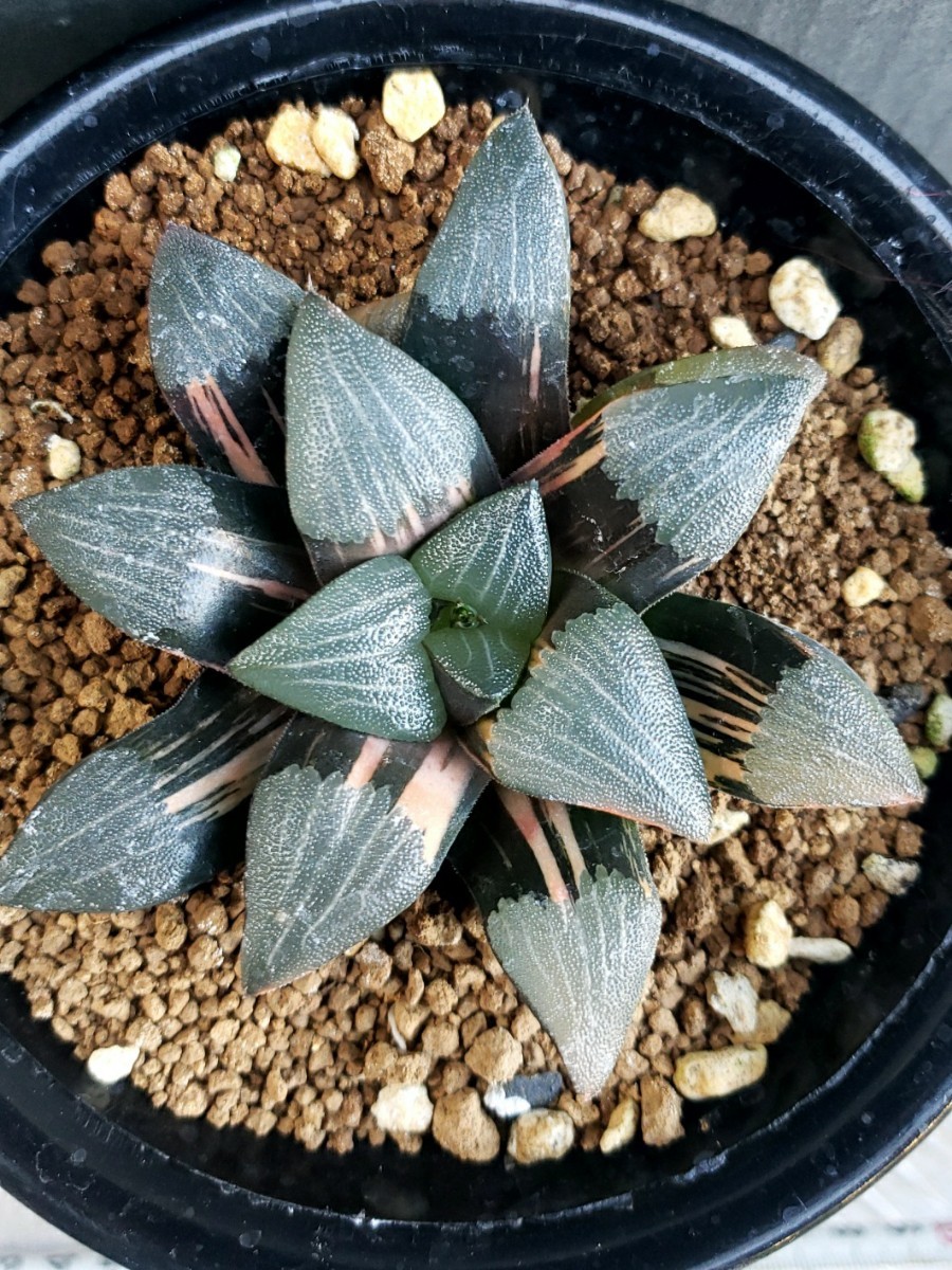 多肉植物 ハオルチア コレクタ錦 実生 【公式通販】
