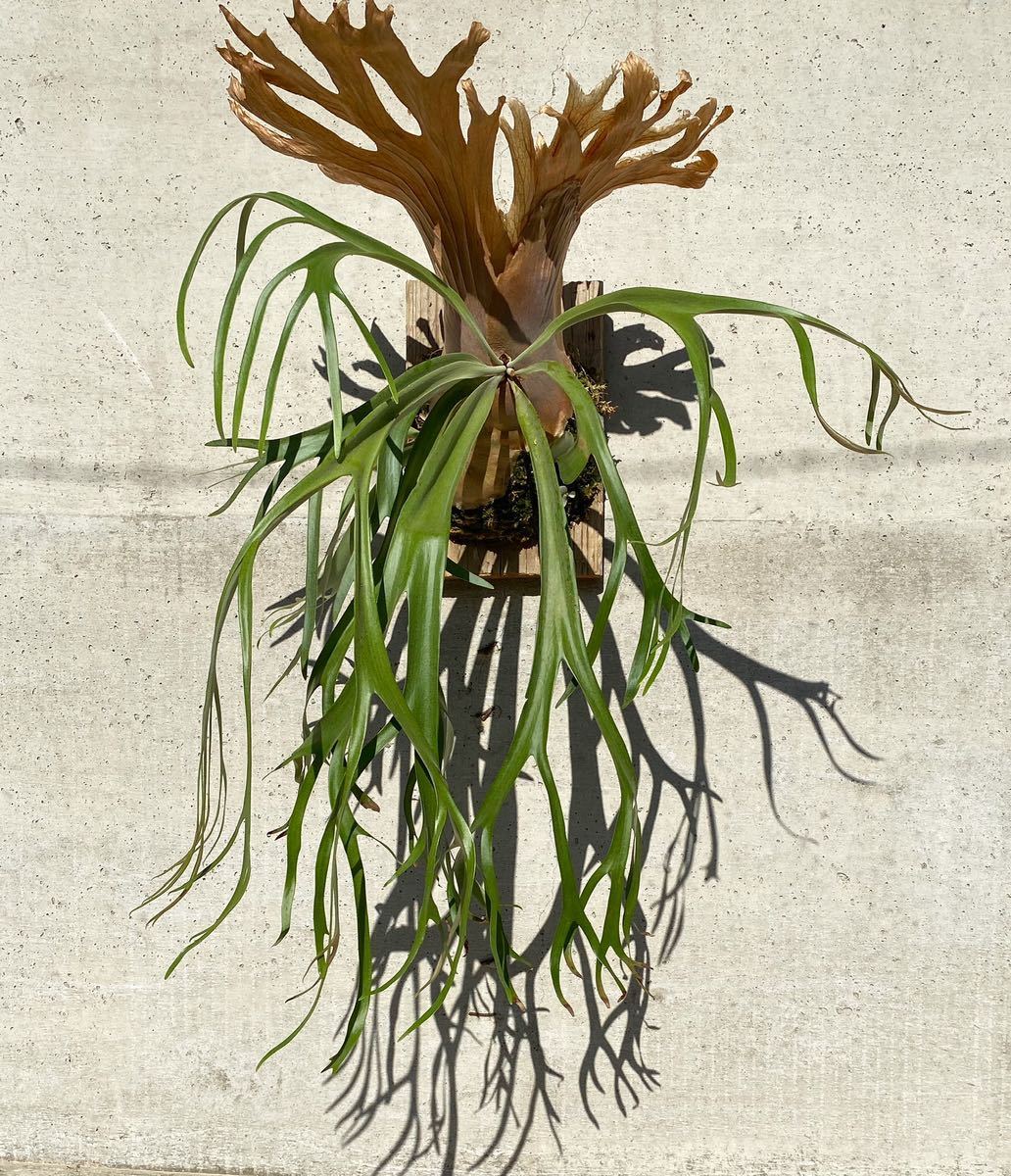 P. Willinckii 極細葉 ウィリンキー ビカクシダ コウモリラン  