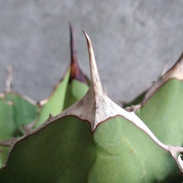 ペルシアンドワーフ イラン株　大株 アガベ チタノタ ペルシアンドワーフ イラン産 大株 - 観葉植物・生花