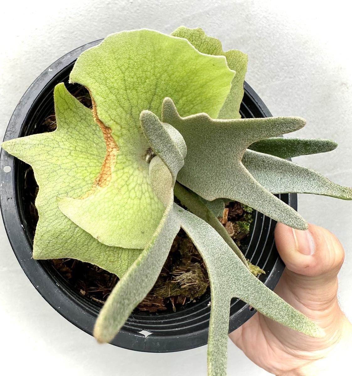 限定1株　P. willinckii 'Cold moon’ OC ウィリンキー P. willinckii 'Yellow Moon' dwarf spore grown (selected