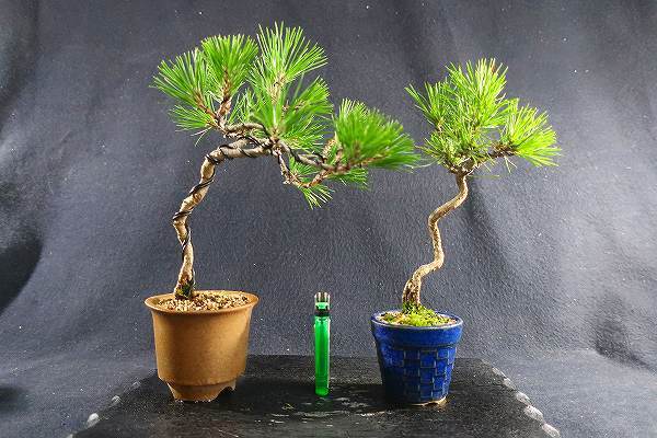貴風盆栽赤松 盆栽＜貴風盆栽、赤松、黒松、模様木、樹高20cm＆樹高22,5cm、2点＞棚