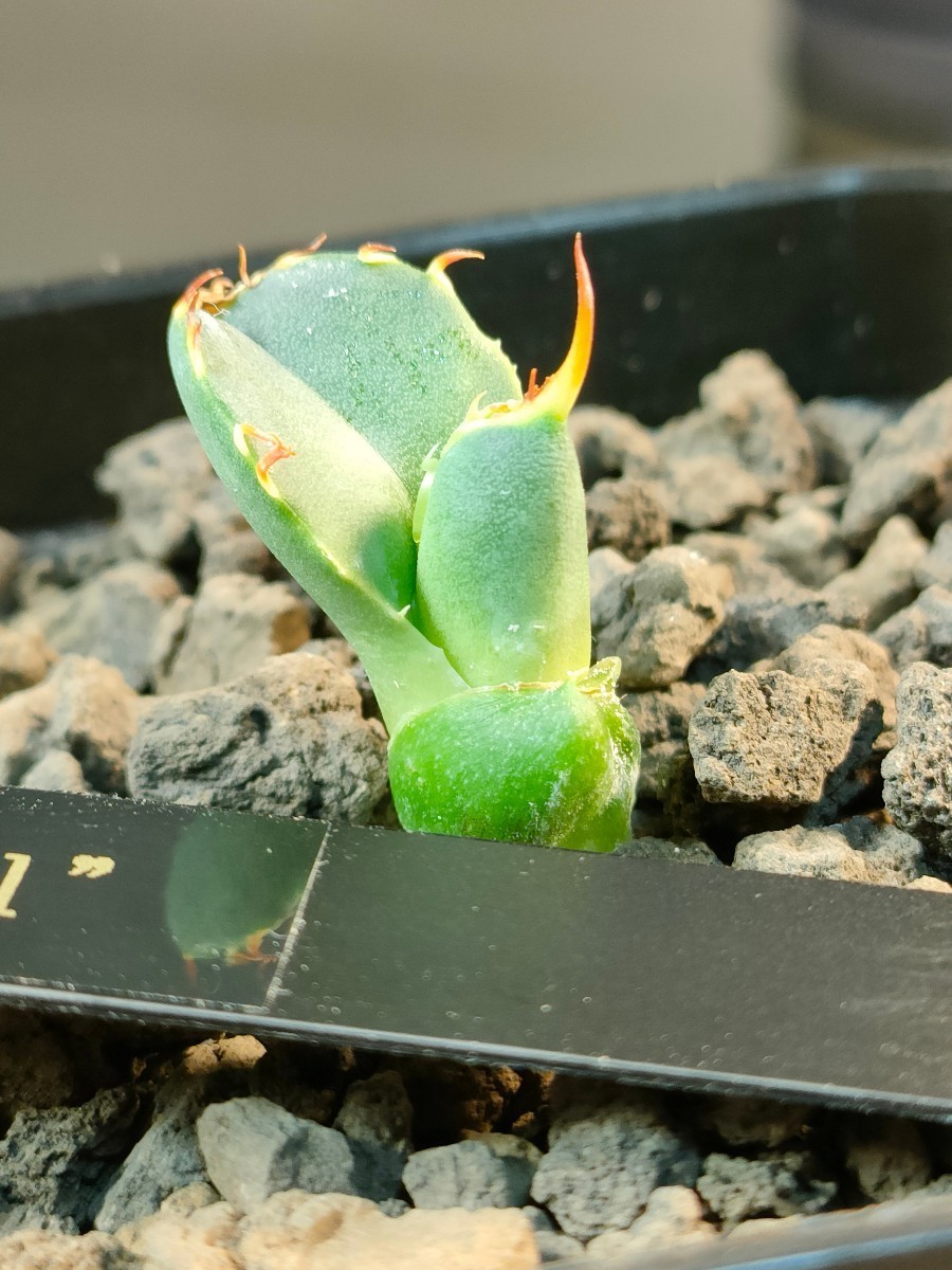 アガベ チタノタ フクロウ 