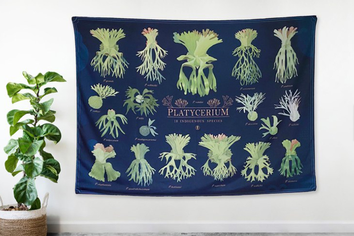 特大サイズ ビカクシダ タペストリー platycerium