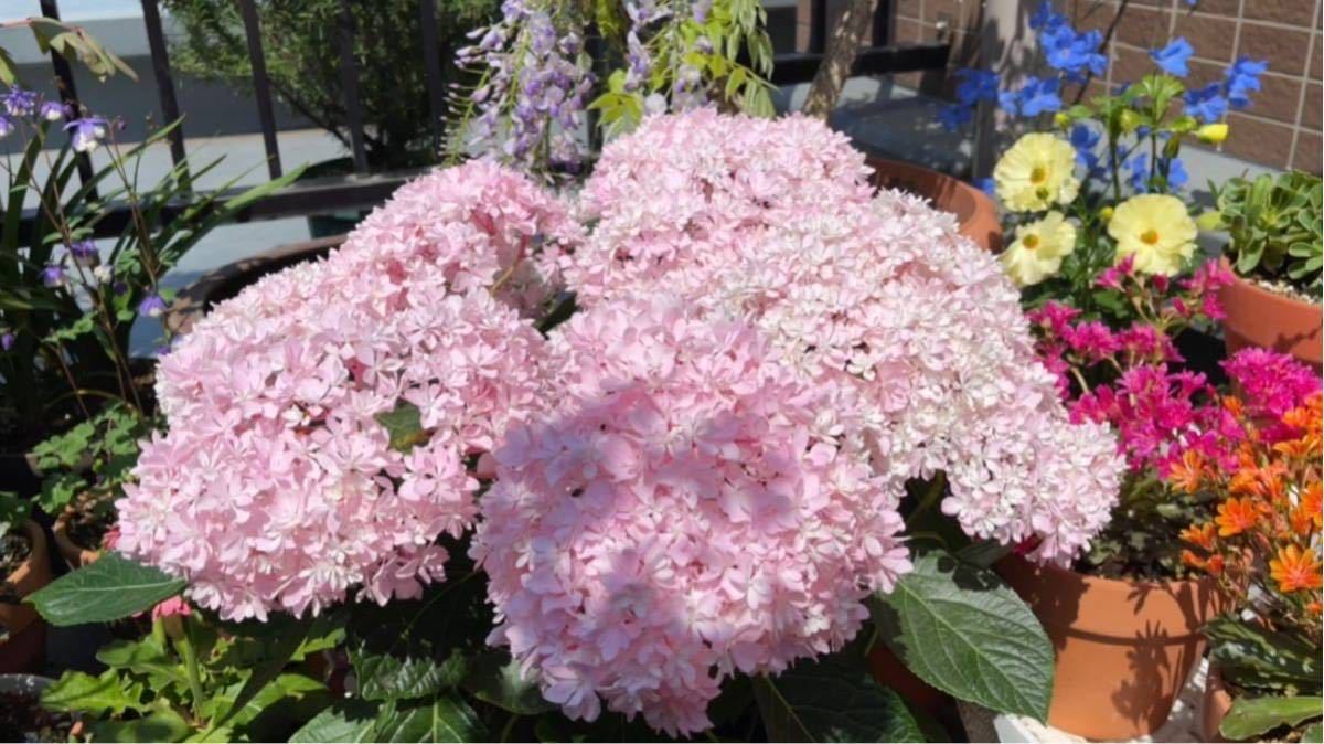 アジサイ 超美しい限定品種 新品種 桜のころ 挿木苗(アジサイ)｜売買