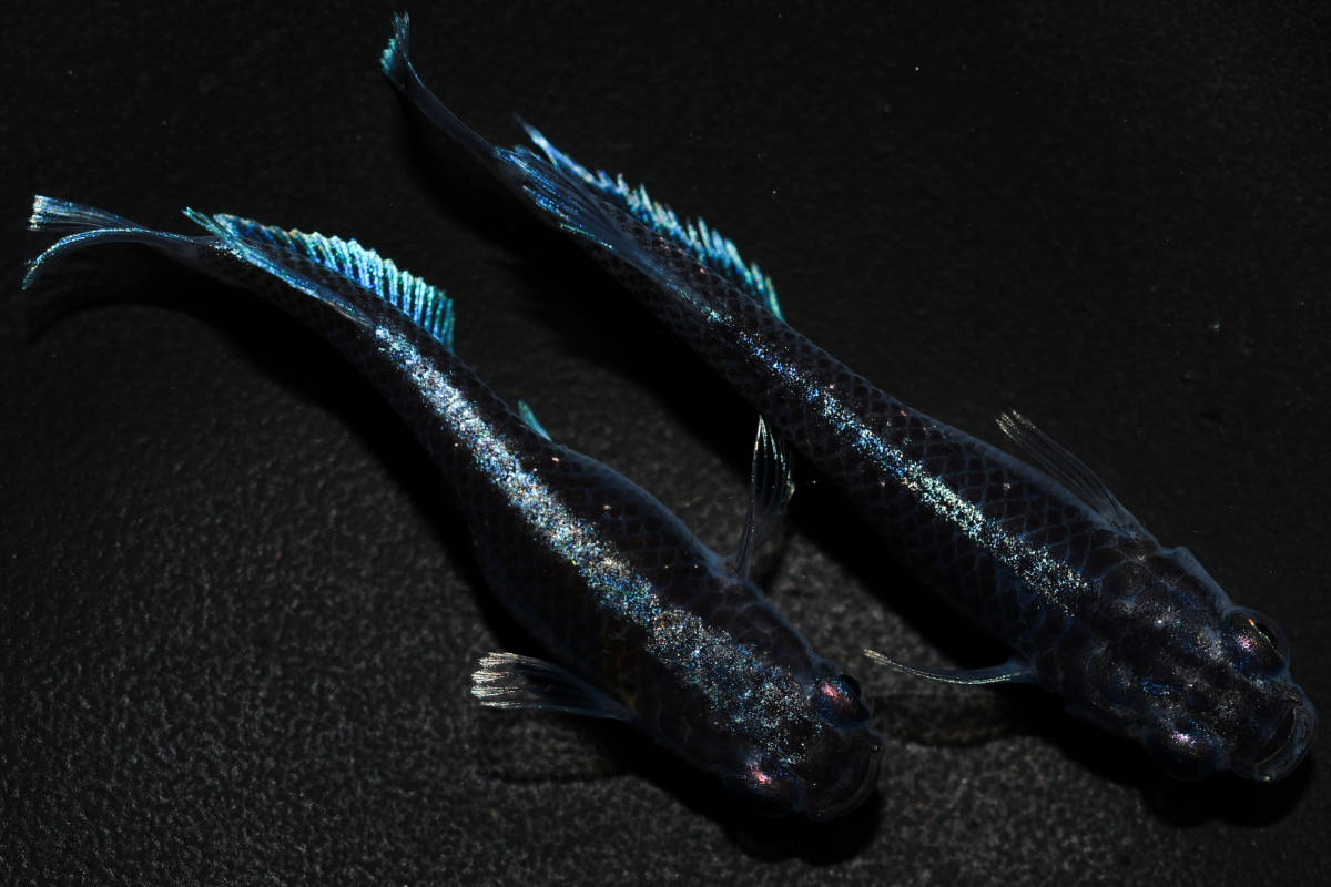 【fukufuku】　レッドクリフ紅白×ミッドナイトフリルラメタイプ　F1　1ペア　p-79