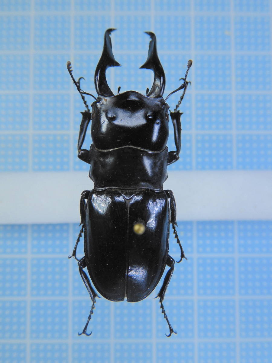 キクチツヤクワガタ　44mm