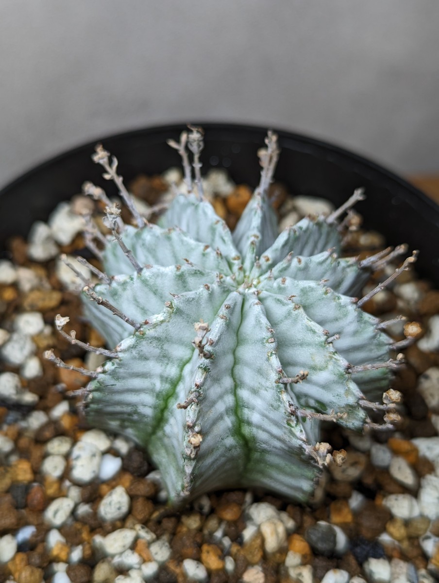 観葉植物 激白 ポリゴナ スノーフレーク ホリダ 白衣ホリダ オベサ