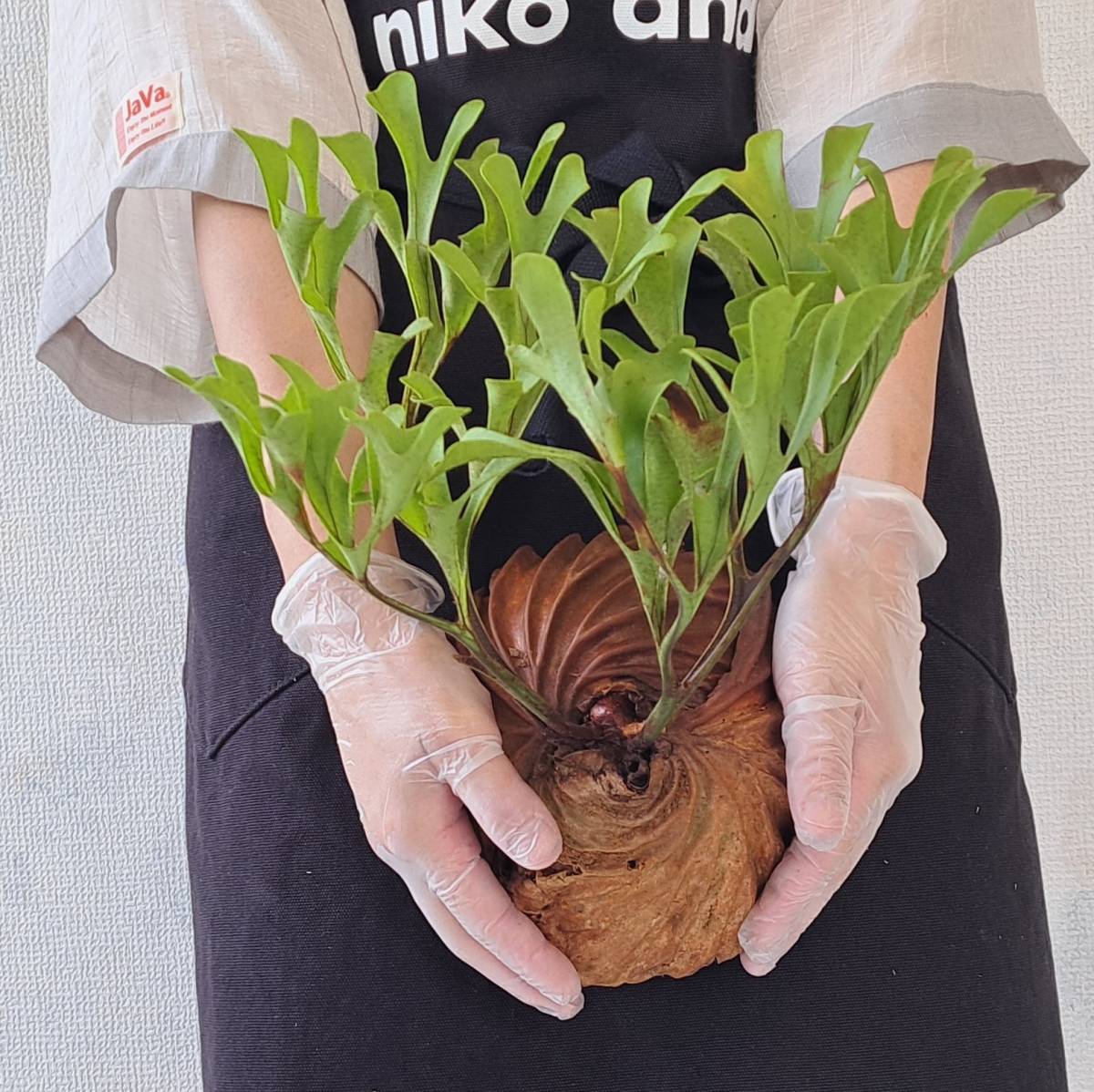 ☆1円スタート☆01+ ビカクシダ 植物☆Platycerium ridleyi (プラティケリウム リドレイ)Center Borneo Wild/麋角羊歯