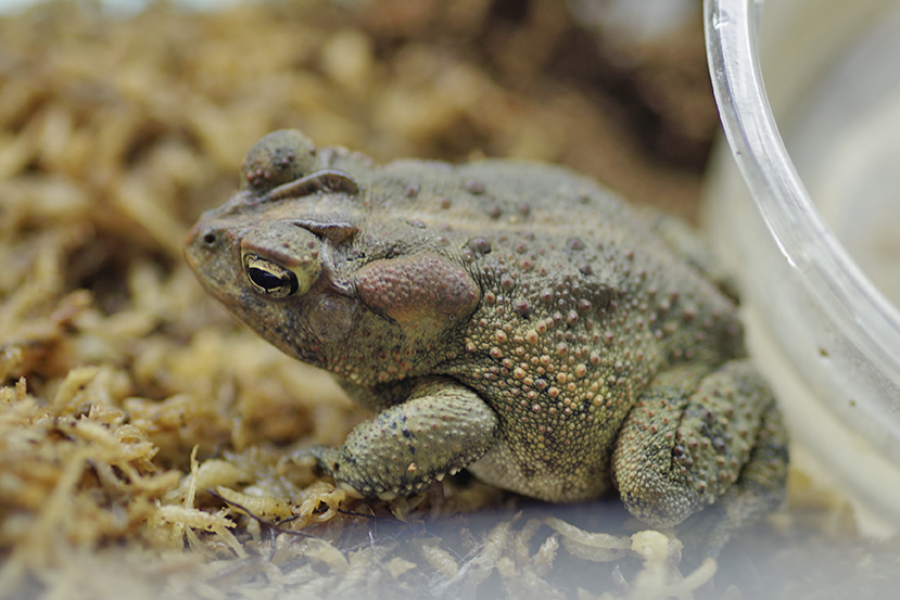 画像個体　ナンブヒキガエル　1匹