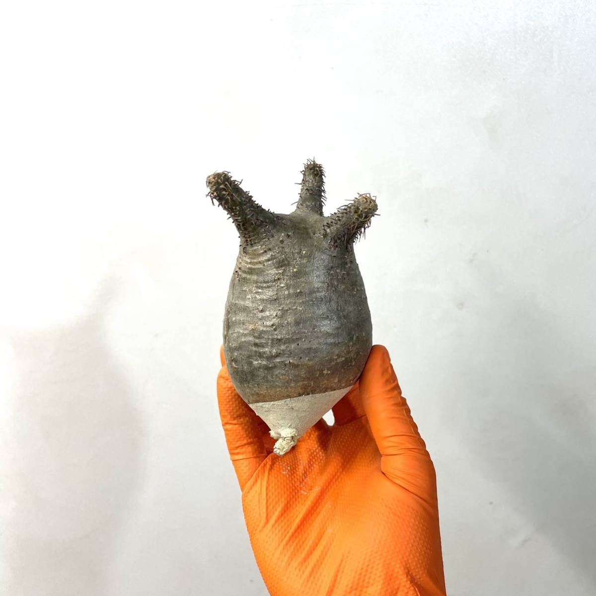 パキポディウム グラキリス 1 ベアルート 抜き苗 Pachypodium