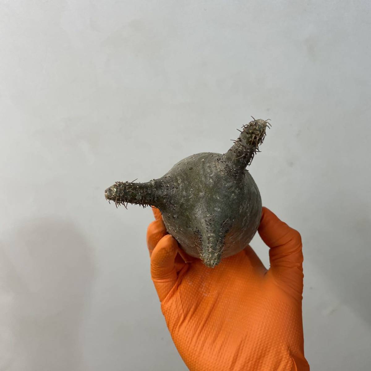 パキポディウム グラキリス 1 ベアルート 抜き苗 Pachypodium