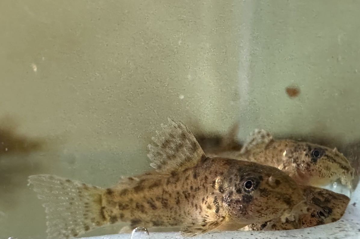 コリドラス ガラナI 10匹