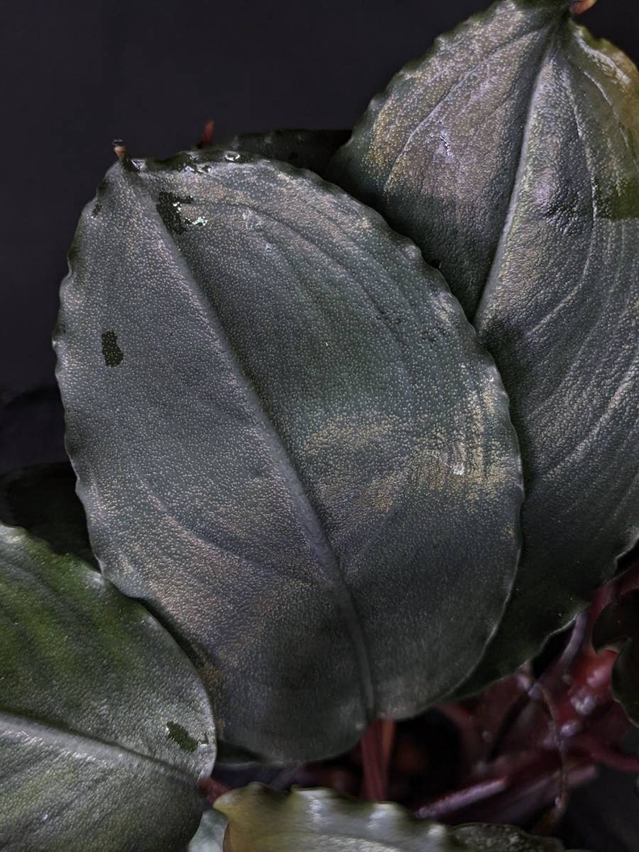 ◇Bucephalandra sp. Mukok Black 水上株 ブセファランドラ◇(観葉植物