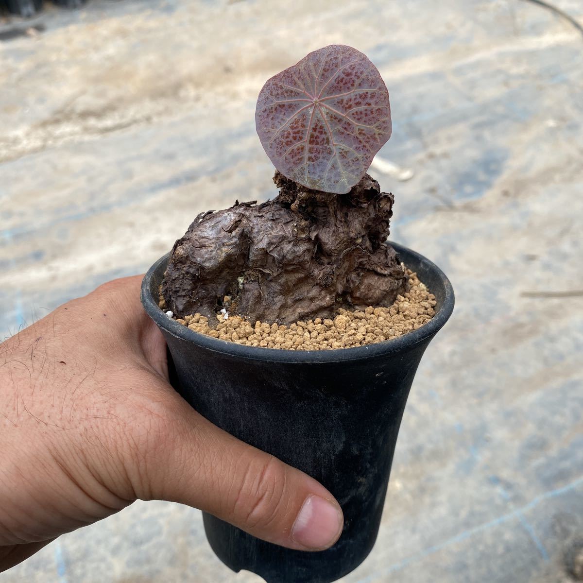 ②ステファニア カーウィサキー【Stephania kaweesakii】