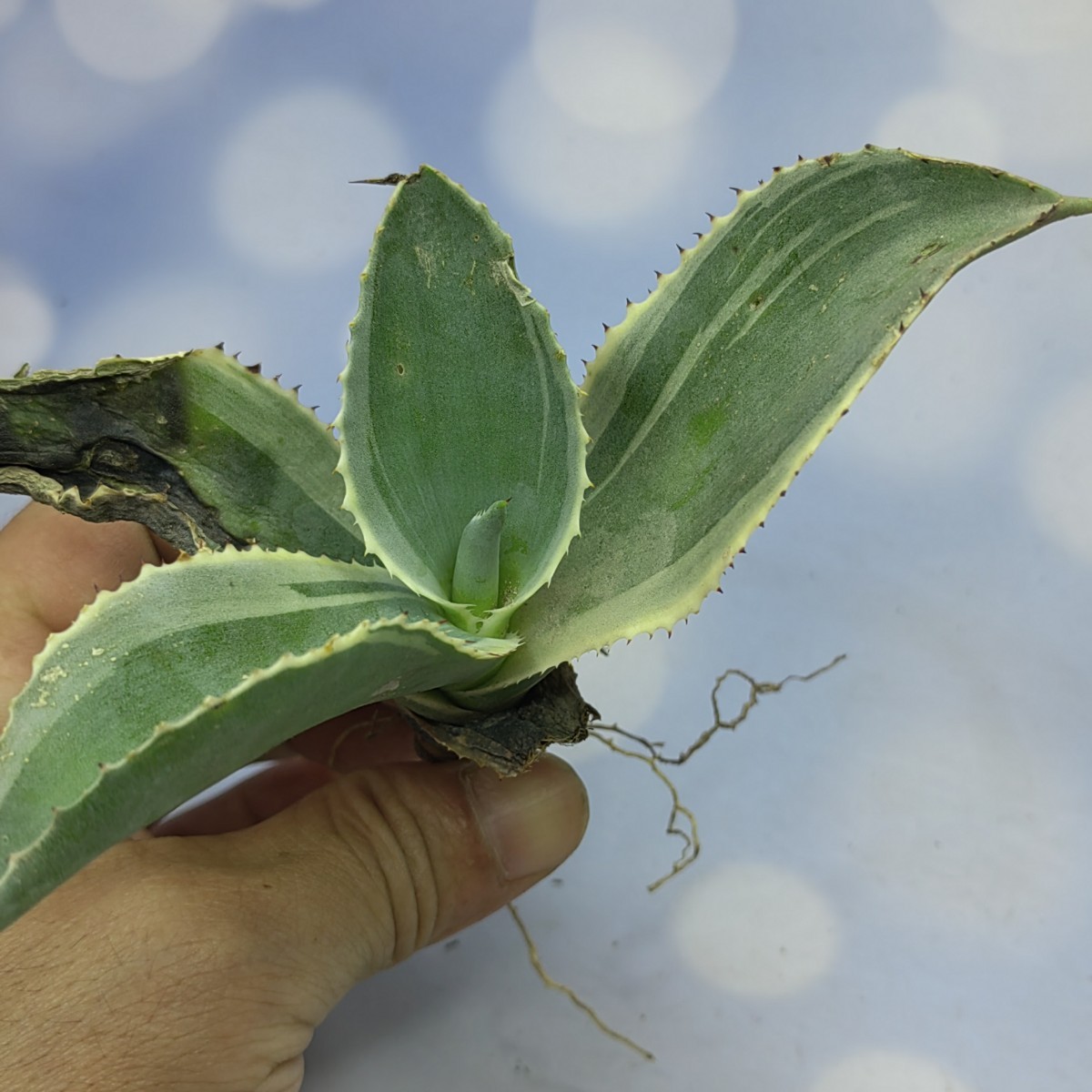 アガベ サルミアナ リップルエフェクト 極上株 S-14 アガベ チタノタ サルミアナ リップルエフェクト 極上株 ( 検索