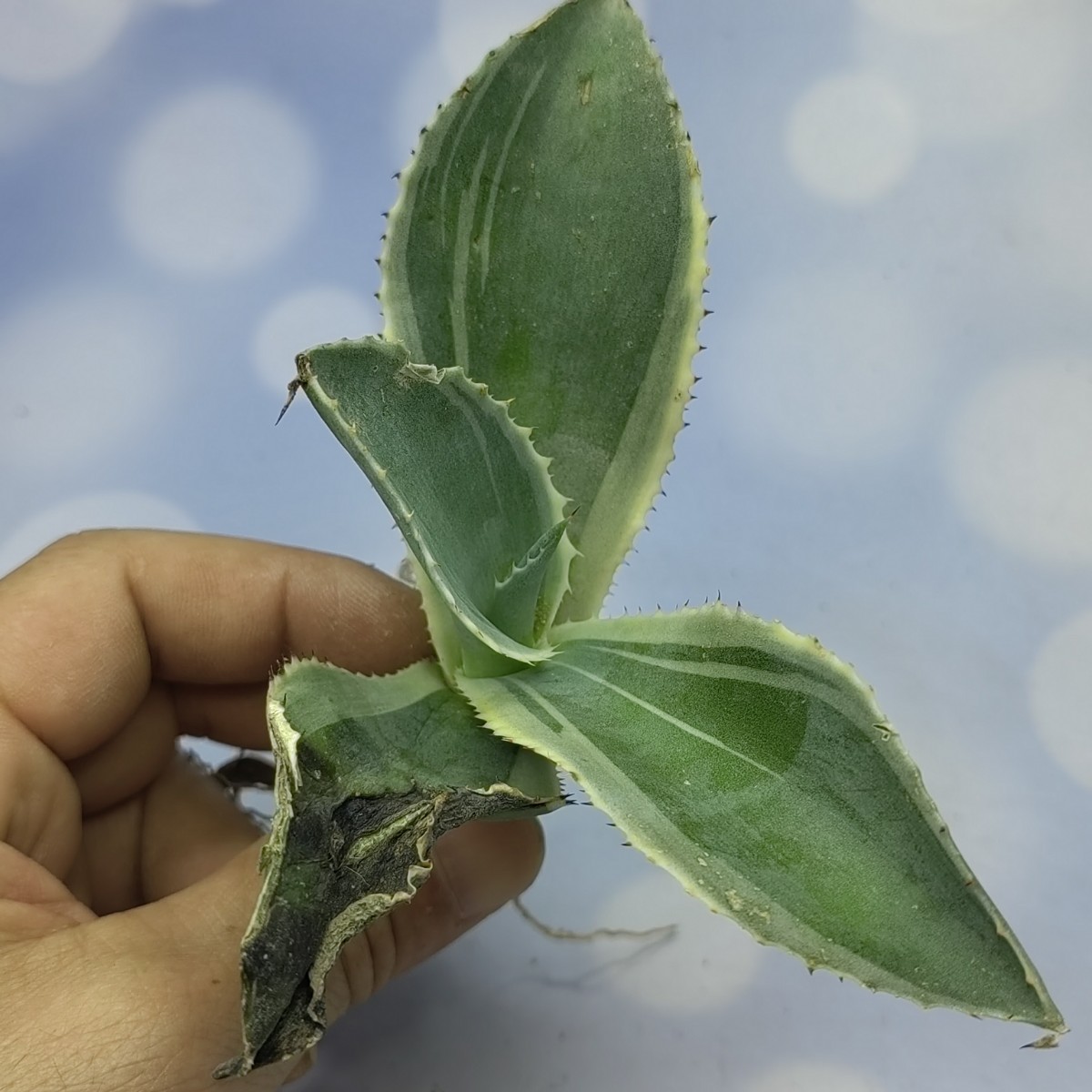 アガベ サルミアナ リップルエフェクト 極上株 S-14 アガベ チタノタ サルミアナ リップルエフェクト 極上株 ( 検索