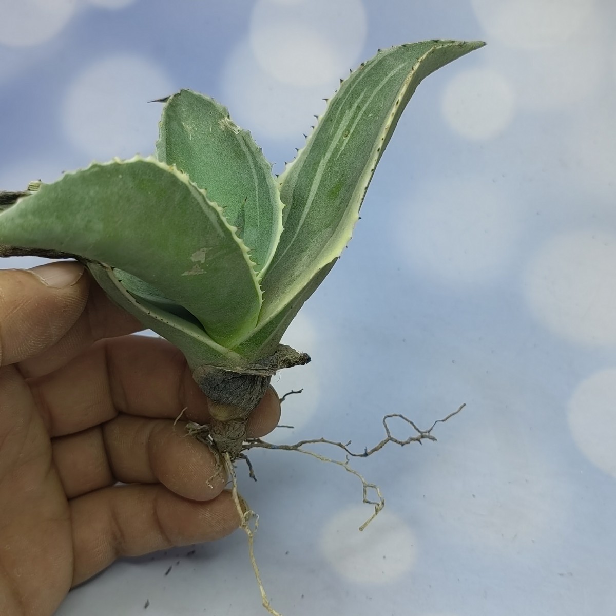 アガベ サルミアナ リップルエフェクト 極上株 S-14 アガベ チタノタ サルミアナ リップルエフェクト 極上株 ( 検索