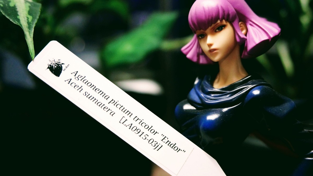 アグラオネマ ピクタム Endor エンドア LA便 ネームド株 増殖  