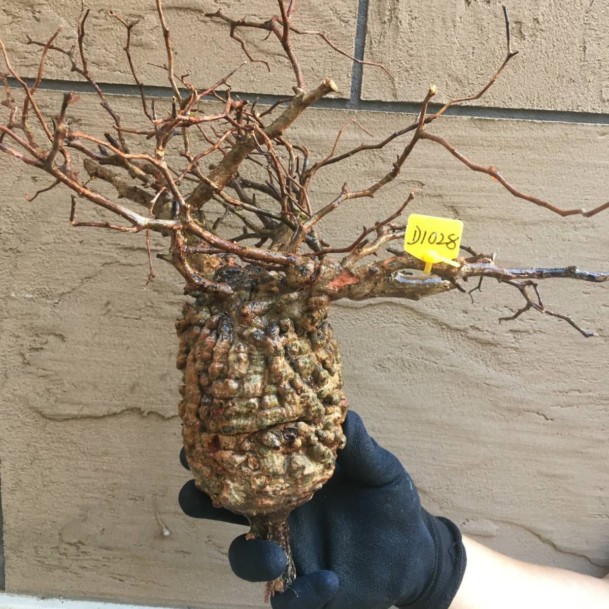 最新到着D1028 山採り新鮮ベアルート株オペルクリカリア パキプス