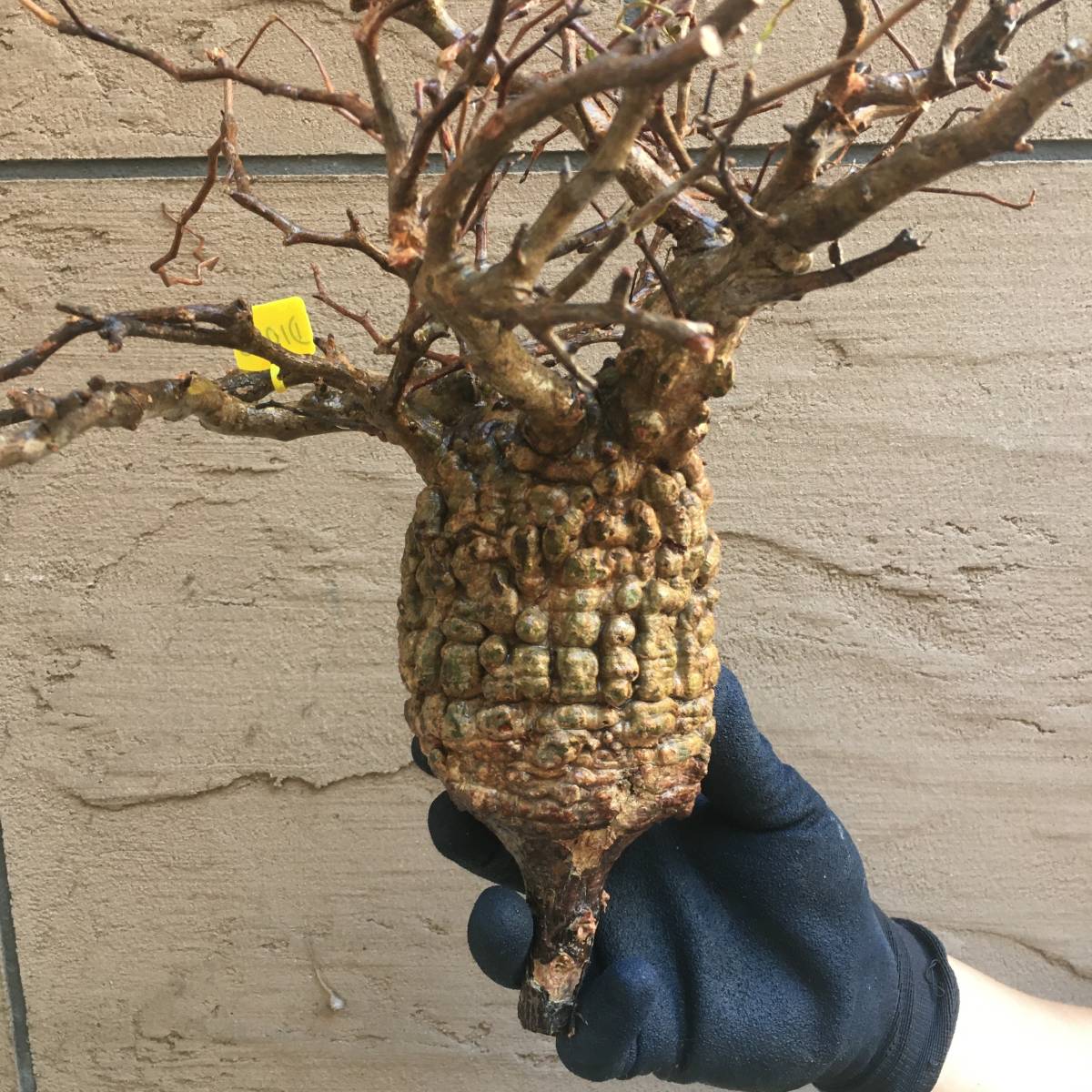 最新到着D1028 山採り新鮮ベアルート株オペルクリカリア パキプス