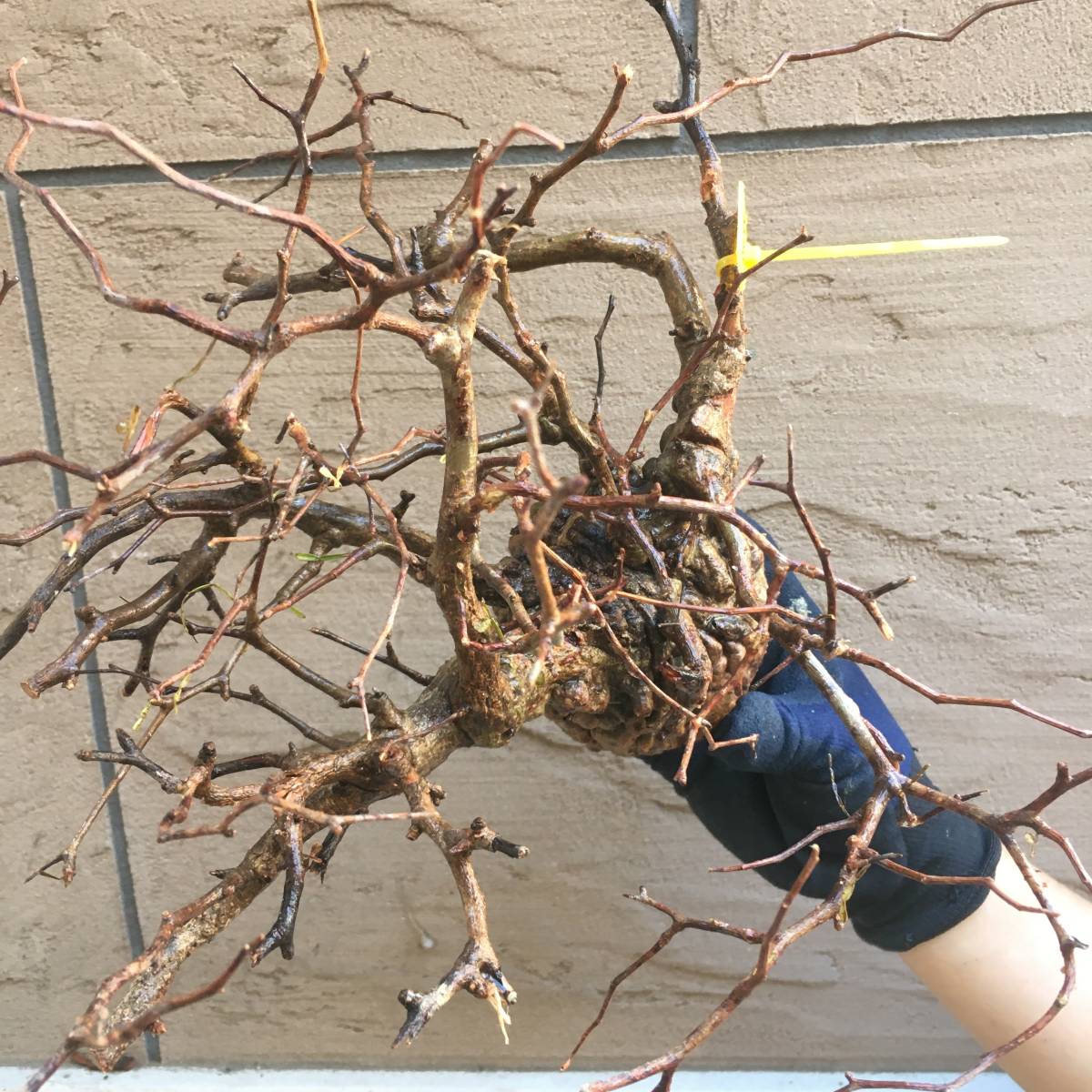 最新到着D1028 山採り新鮮ベアルート株オペルクリカリア パキプス