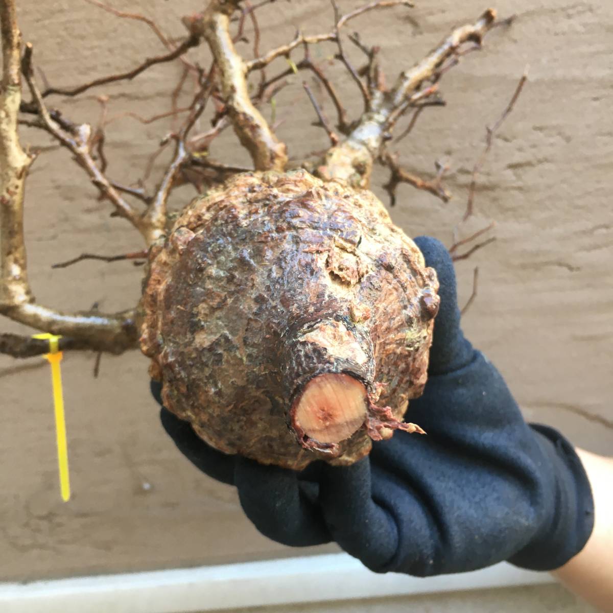 最新到着D1028 山採り新鮮ベアルート株オペルクリカリア パキプス