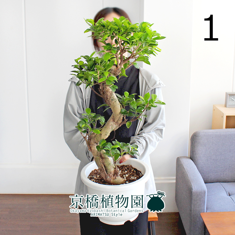 現品】ガジュマル S字曲がり 7号 白鉢（1）Ficus microcarpa (F 