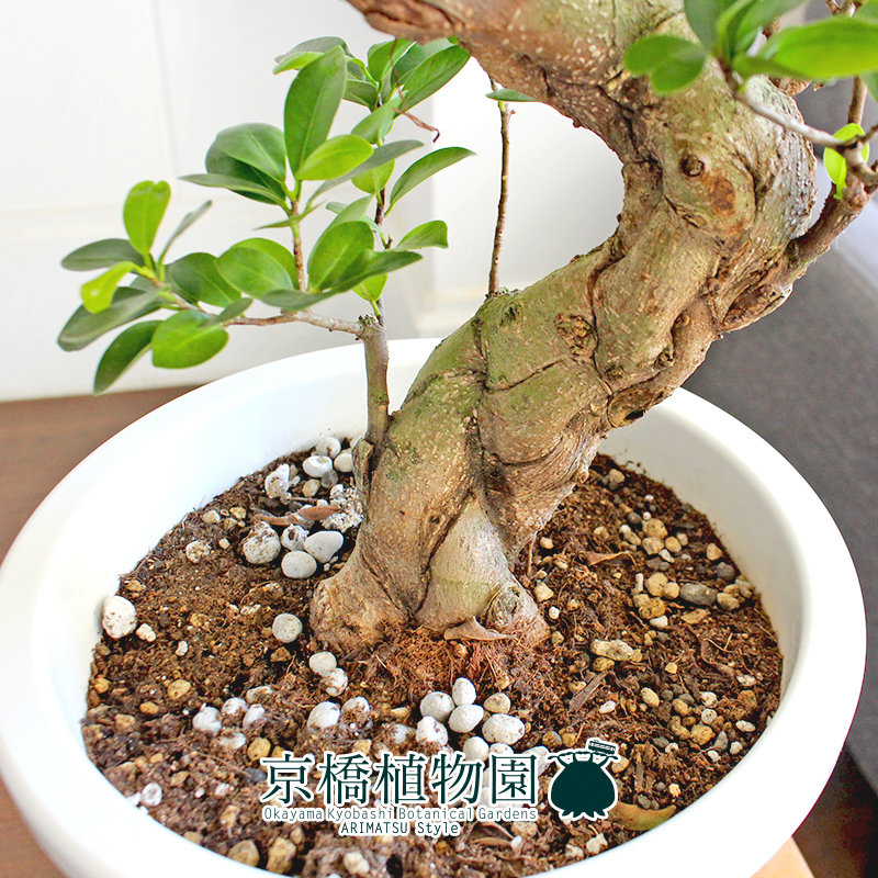 現品】ガジュマル S字曲がり 7号 白鉢（1）Ficus microcarpa (F 