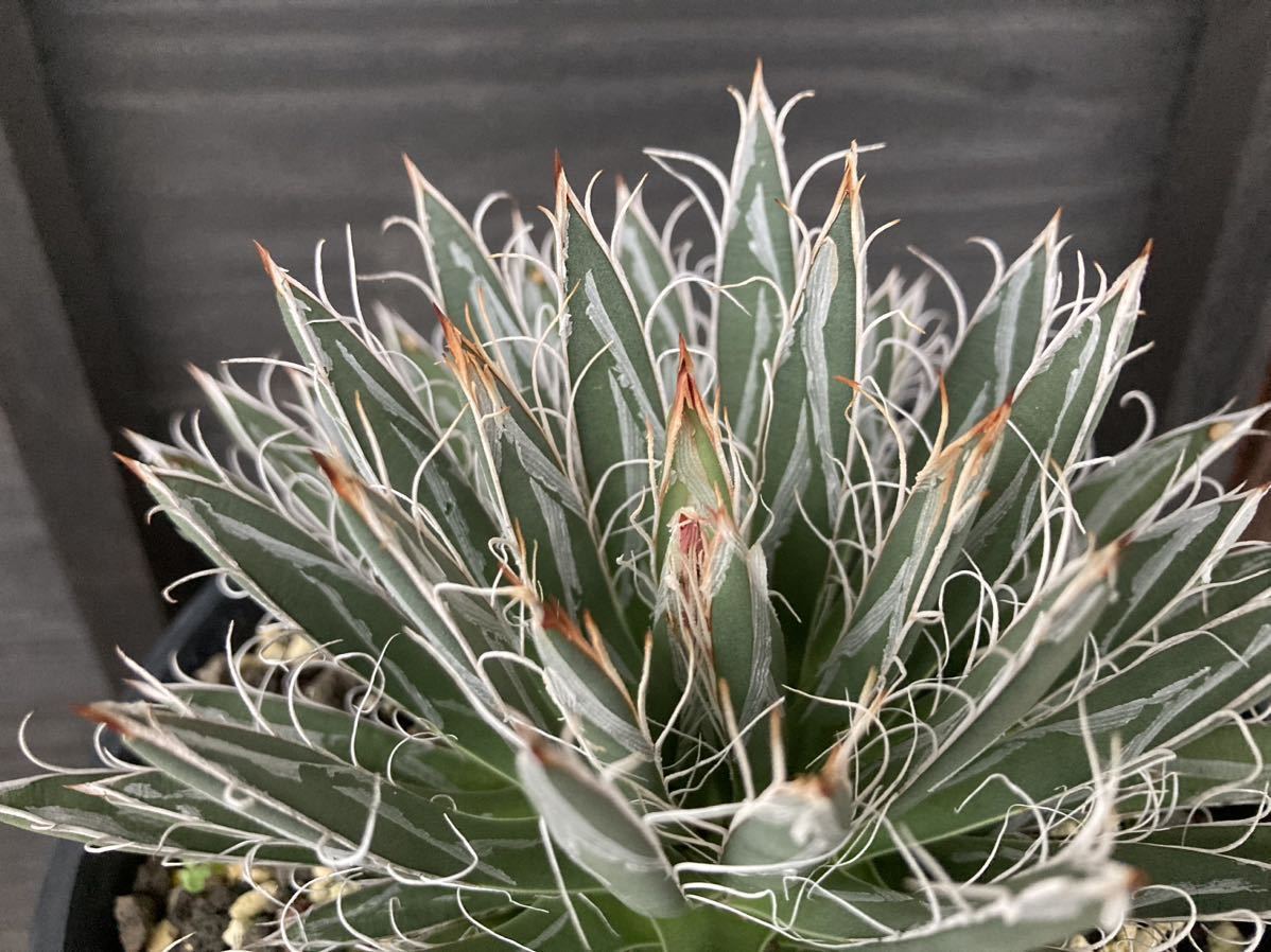 アガベ フィリフェラ フィラメントサAgave filifera Agave filamentosa