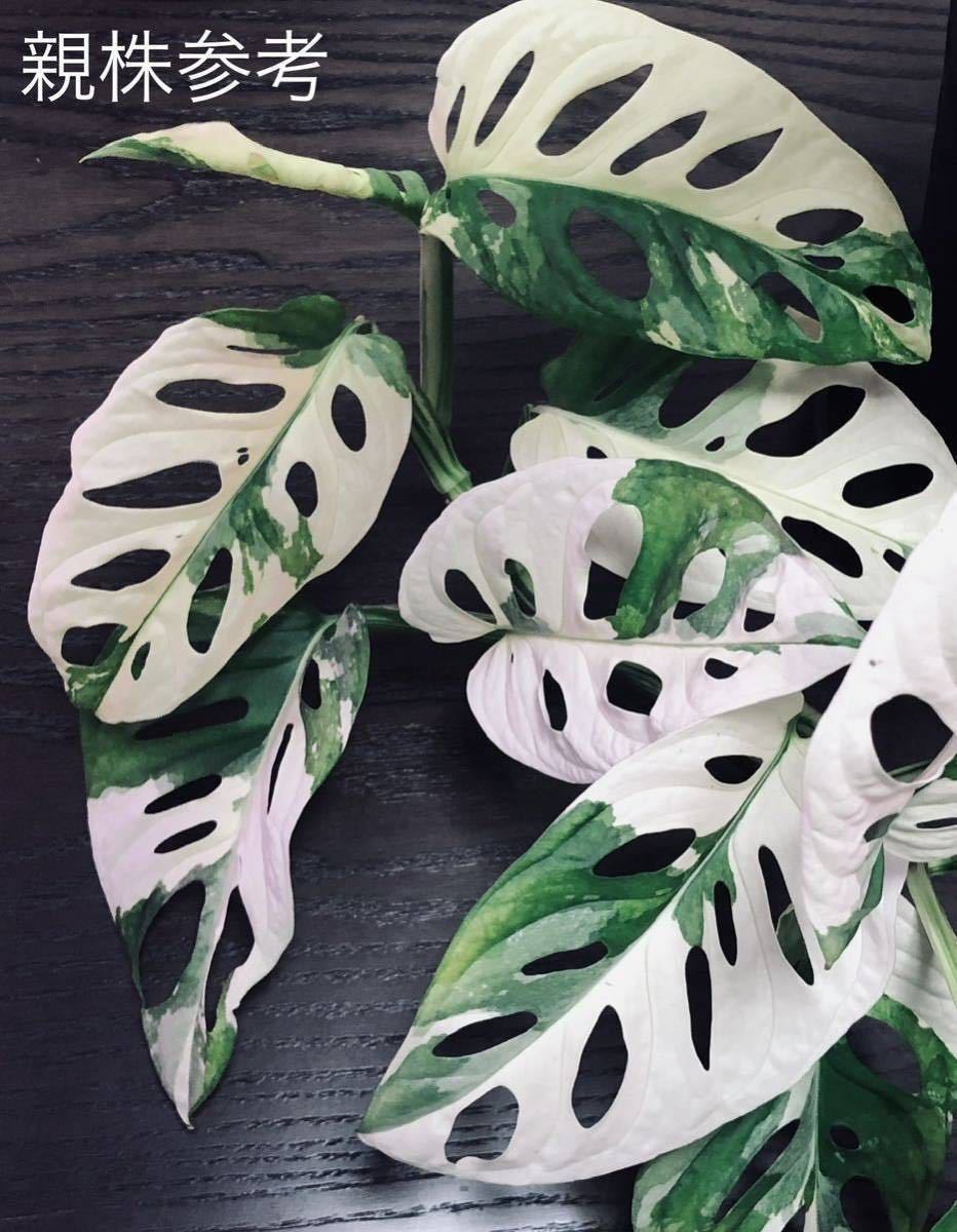 マドカズラ くだらなく 斑入り【31】Monstera variegata