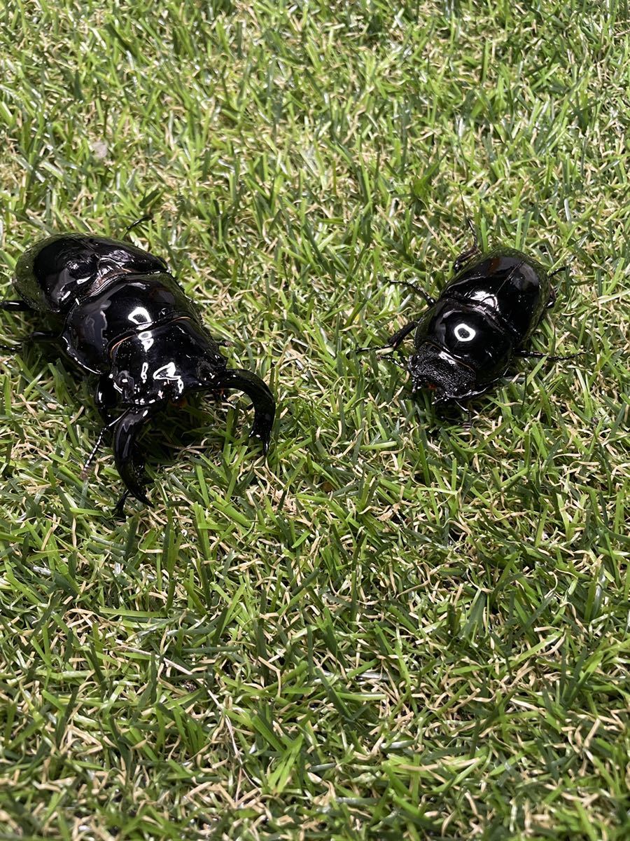 顎太め 即ブリ可能　タランドゥス ペア　79×52